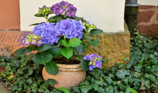 Hortensia's voor Alpe d'HuZes. (foto: Pixabay)