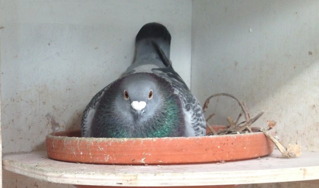 Duif op nest. (foto: W. Geurtz)