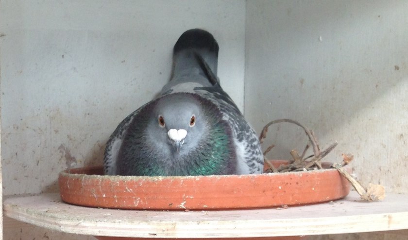 Duif op nest. (foto: W. Geurtz)