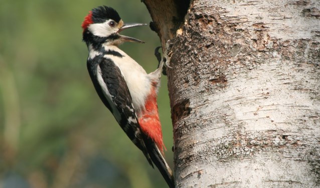 Grote bonte specht (foto: Koos Dansen)