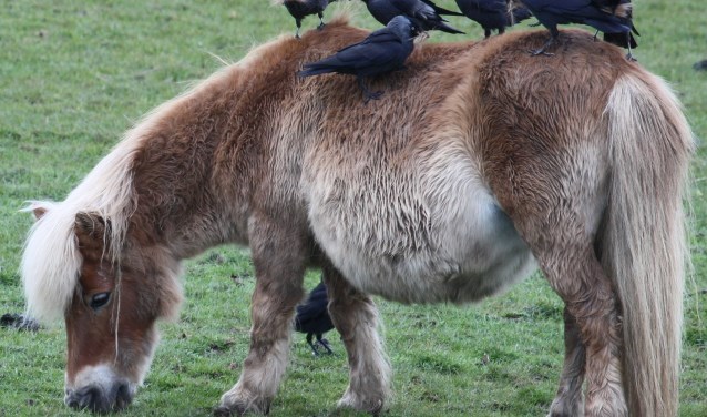 Rijnbandijk Kesteren. Een pony met in de aanbieding gratis nestbekleding. (foto: Henk van der Kooij)