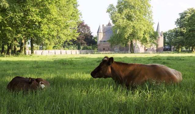 Hernen-koeien. (foto: Ton Rothengatter)