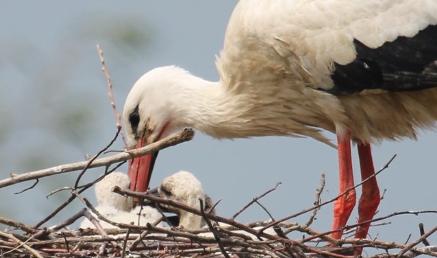 7 mei Rijnbandijk Lienden. De jongen krijgen het voedsel bijna met de snavelpaplepel ingegoten. (foto: Henk van der Kooij)