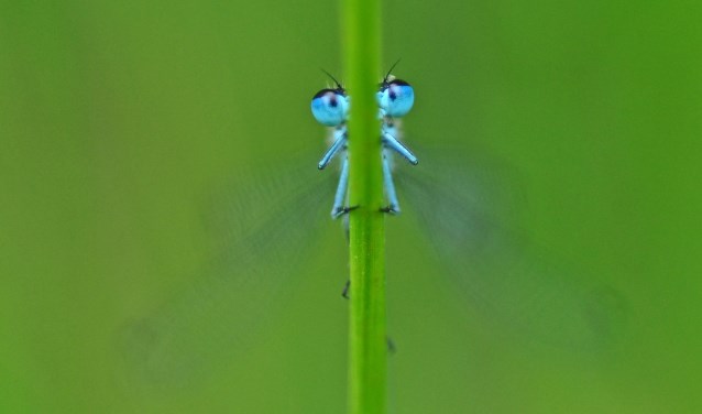 Macro-opname. (foto: Pim Edelman)