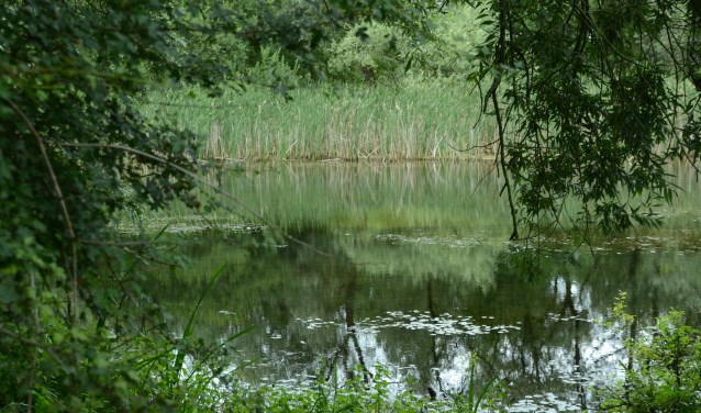Steenwaard (foto: Gerard van Alst)