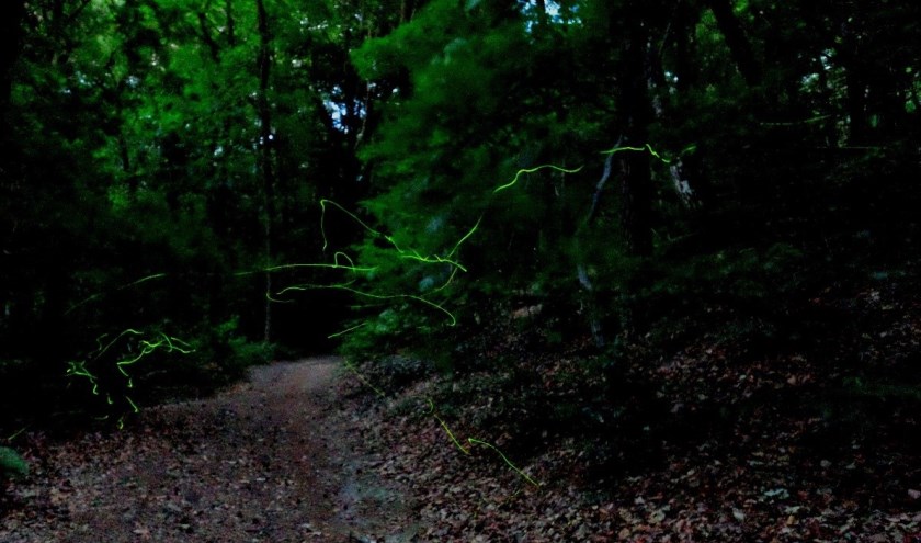 de groene lijnen zijn de beweging van vuurvliegjes in het donker bos. In het echt levendiger dan op deze foto.