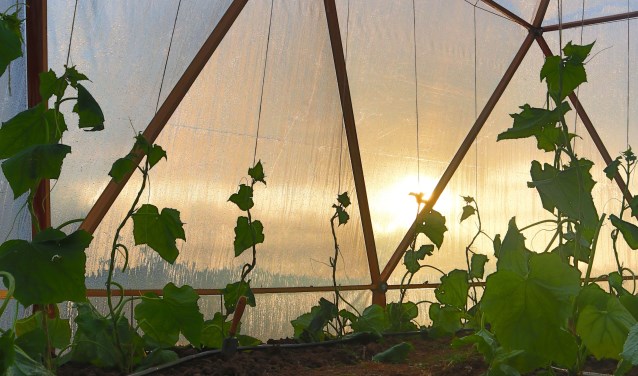Groeiende komkommerplanten in de bijzondere kas