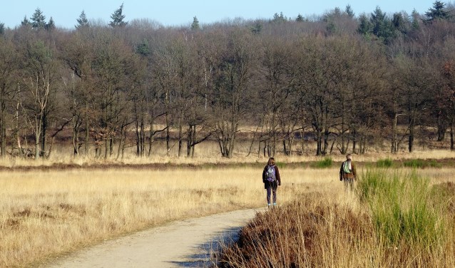 Mookerheide. (foto: Marjolein Pieks )