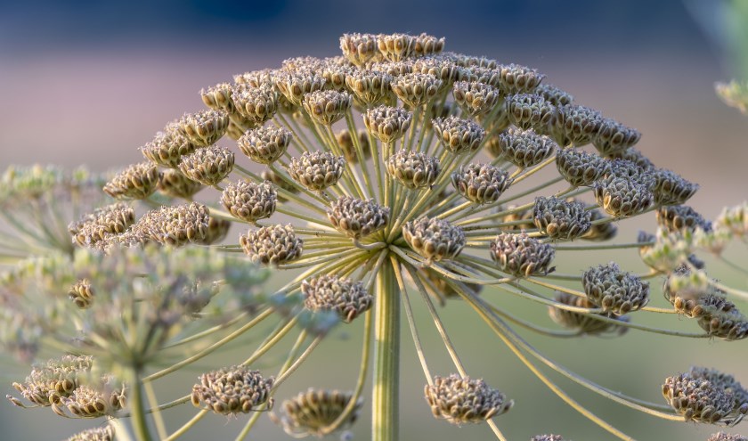 Grote engelwortel. (foto: Herman Hendriks)