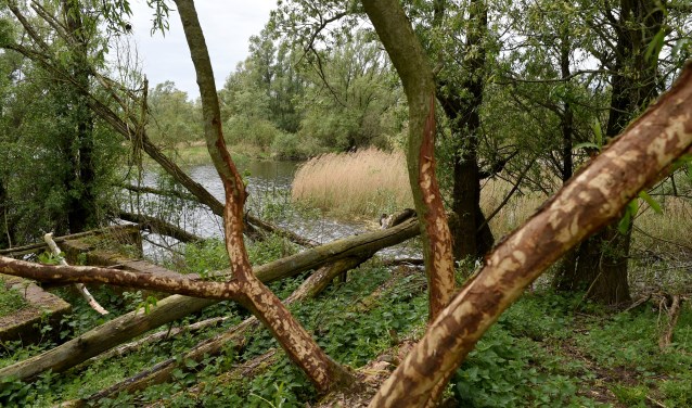 De uiterwaarden zijn voor de Japanse duizendknoop ideale gebieden om te vestigen, het rivierwater kan zaden in korte tijd over grote afstanden meevoeren. (foto: Sjaak Veldkamp)