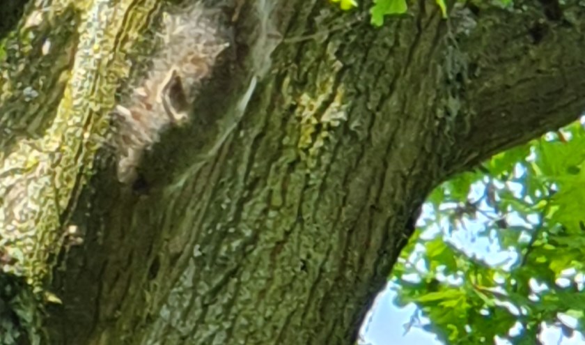 Eén van de zeven nesten. (foto: John van Wessel)