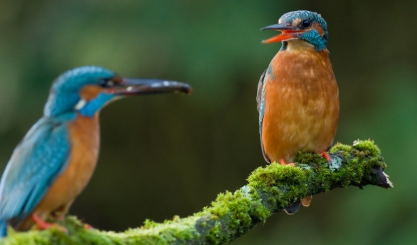 IJsvogel