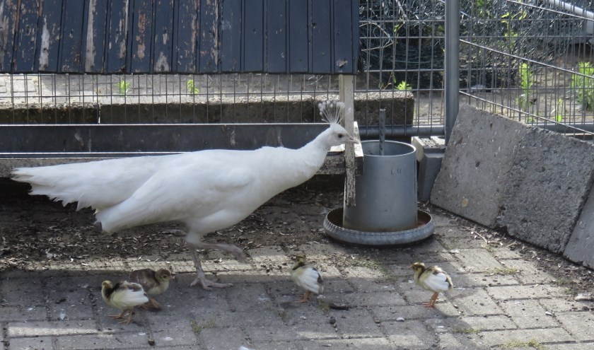Witte pauw met jongen.