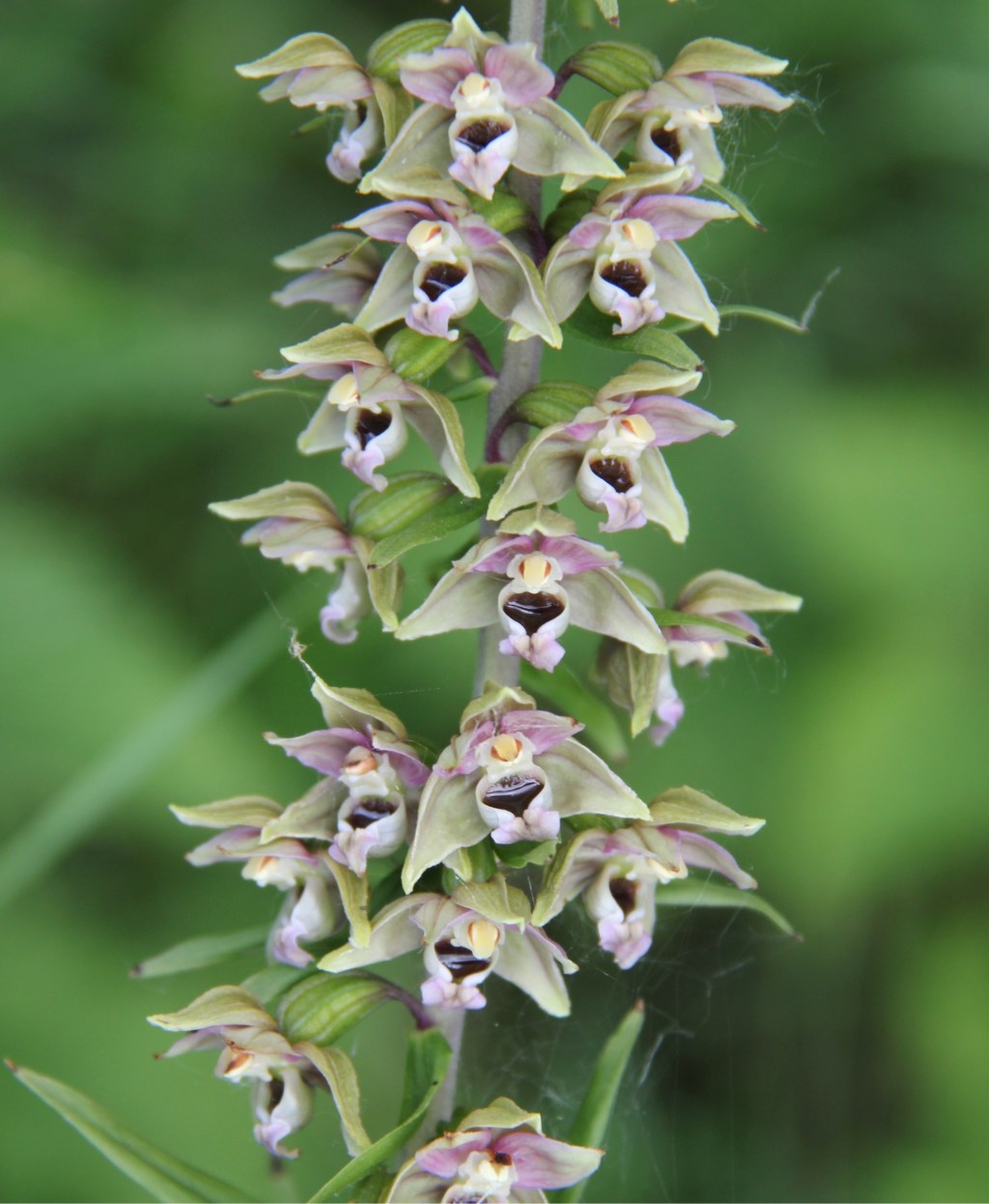9 juli 2019 Brede wespenorchis met vele kommetjes met nectar in berm Rijnbandijk.