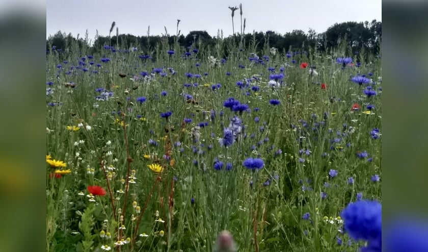 Bloemrijk grasland. (foto: Tonny Berns SLN)
