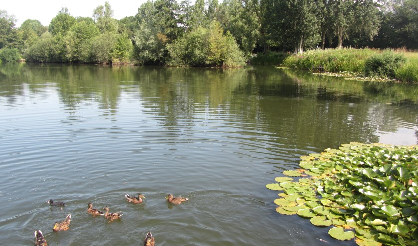 Bloeiende waterlelie Panoven. (foto: tj)